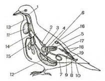 Coursework: Bird class, general characteristics of the class The body shape of birds has the shape