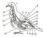 Course work: Bird class, general characteristics of the class The body shape of birds has the shape