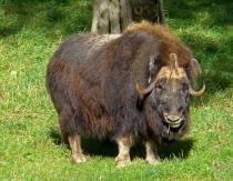 The musk ox, or musk ox, is a shaggy mammal from the vast Arctic